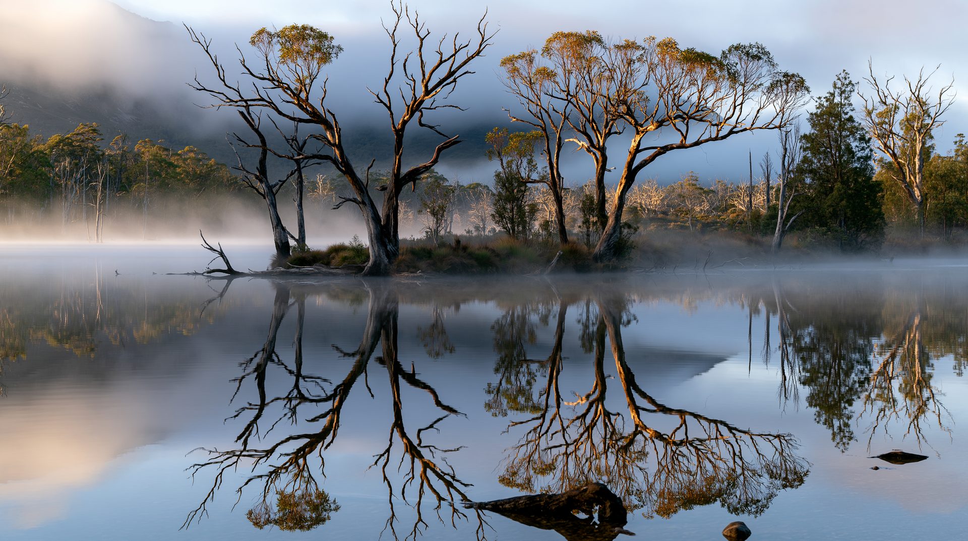 A symmetrical landscape photograph of weathered dead and living eucalyptus trees standing on a small spit of land, perfectly reflected in the calm, misty waters of Lake St Clair, Tasmania during sunrise.