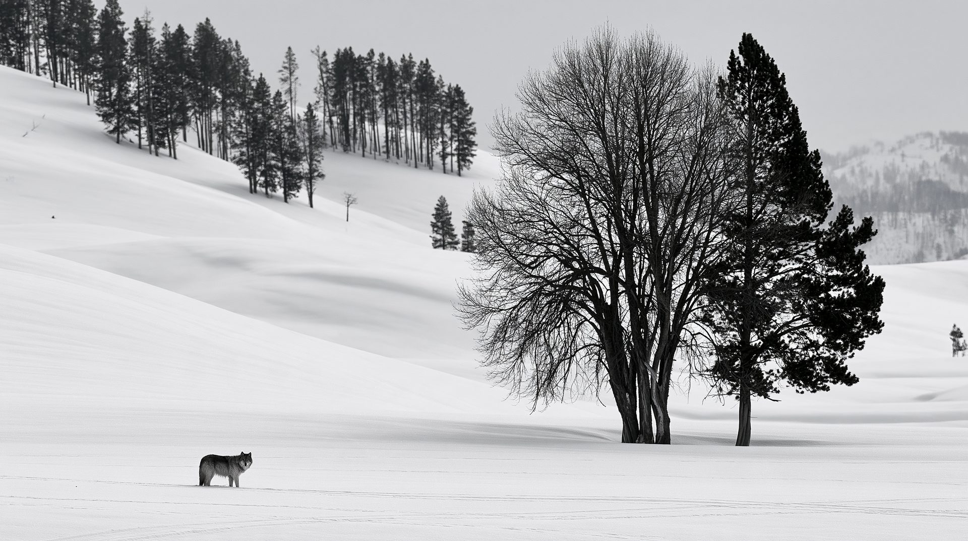 A high-contrast black and white photograph of a lone gray wolf standing in a vast, snow-covered field in Yellowstone next to two prominent trees, with rolling snow hills and distant pine forests in the background.