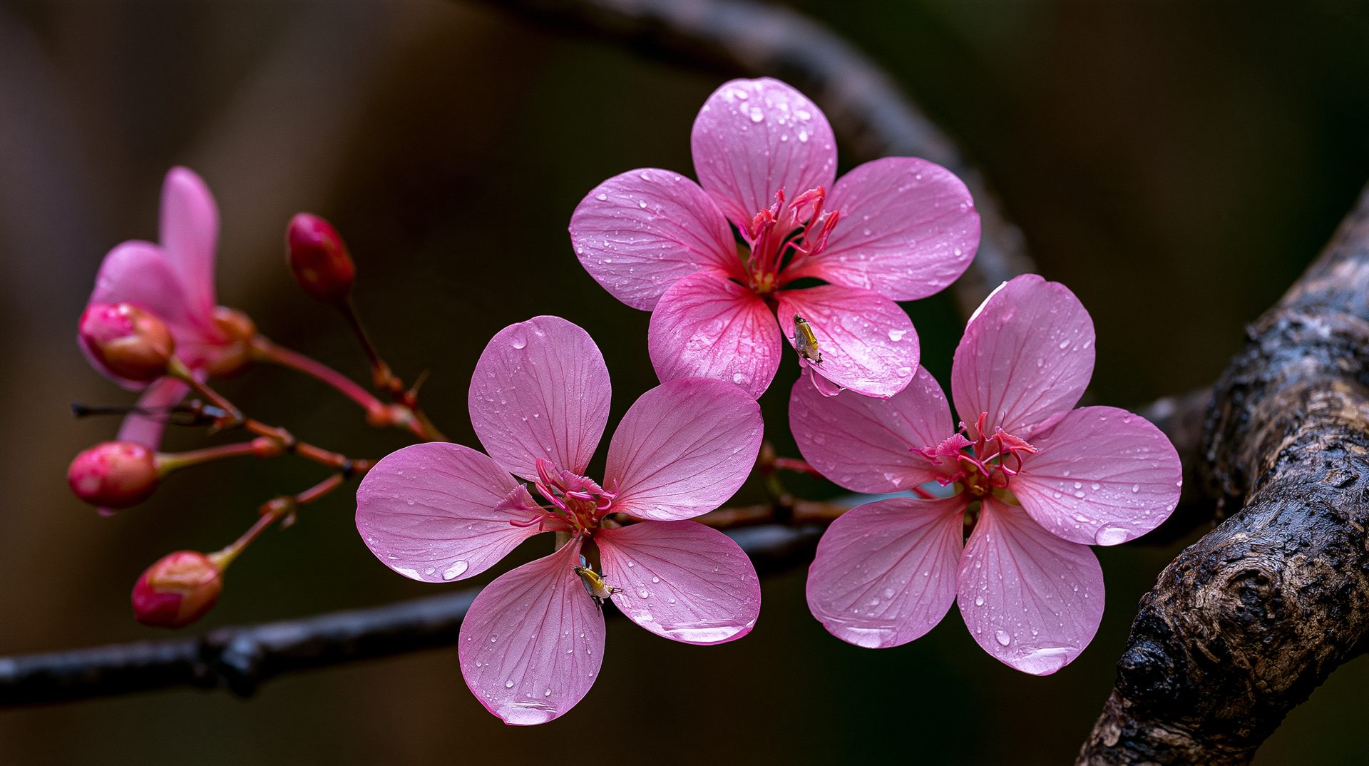 Macro photograph of three five-petaled pink cherry blossoms covered in fine rain droplets, growing on dark, wet branches next to closed flower buds.