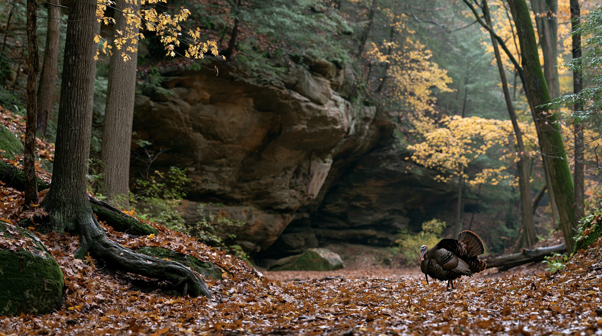 A wild turkey struts confidently through a thick layer of fallen autumn leaves inside a deep woodland gorge, dwarfed by a massive, weathered Black Hand Sandstone rock formation looming in the background.