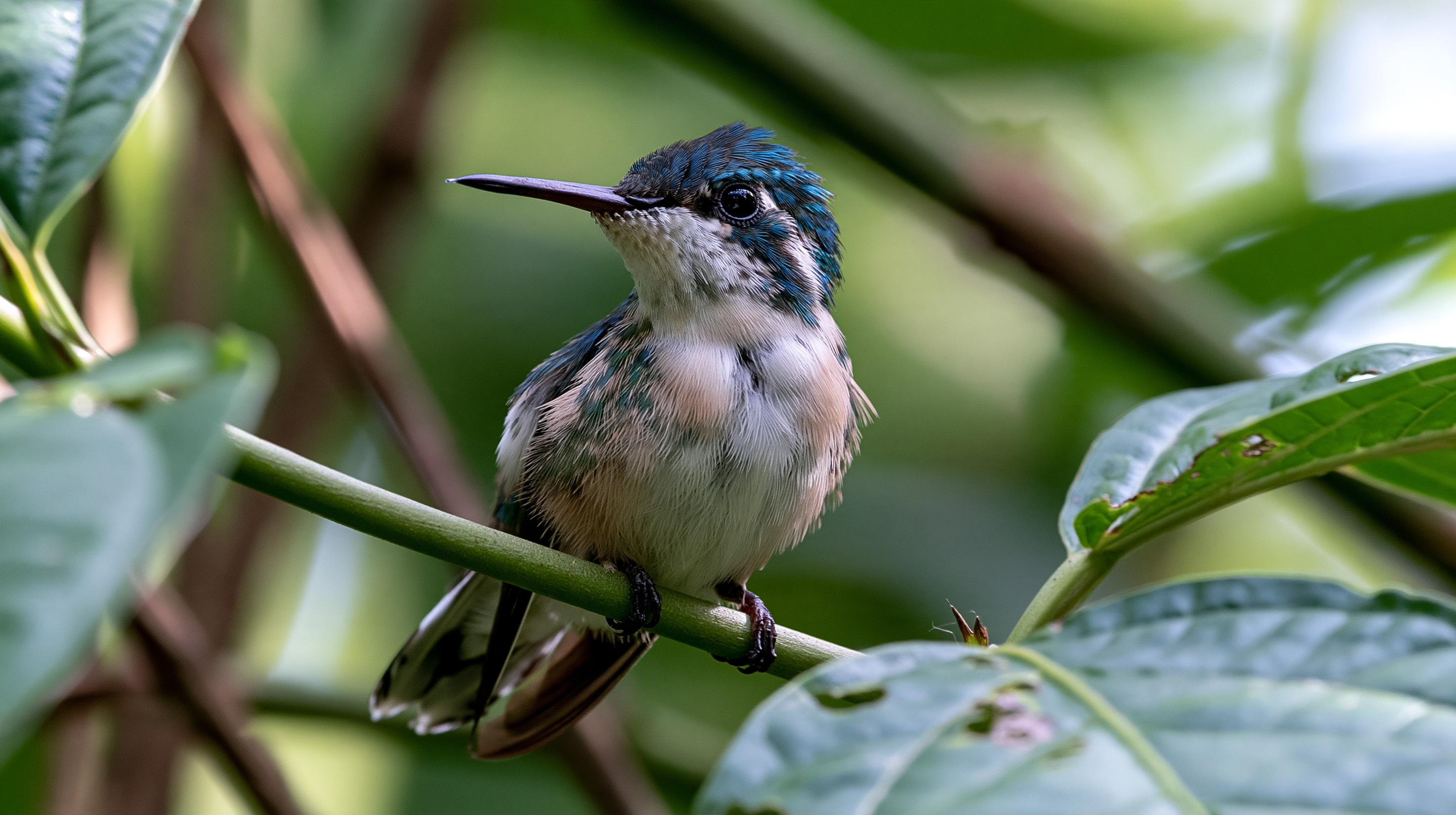 An ultra-sharp close-up photograph of an adult male bee hummingbird perched on a slender diagonal green stem. The tiny bird is turned slightly to the left, showing a brilliant iridescent blue and turquoise crown, a white and pale gray chest, and dark brown flight feathers. Its straight black beak points out to the left. The scene is framed by large, textured green leaves showing minor insect damage, with the background softly blurred into a smooth, sun-dappled palette of jungle greens and rich browns.