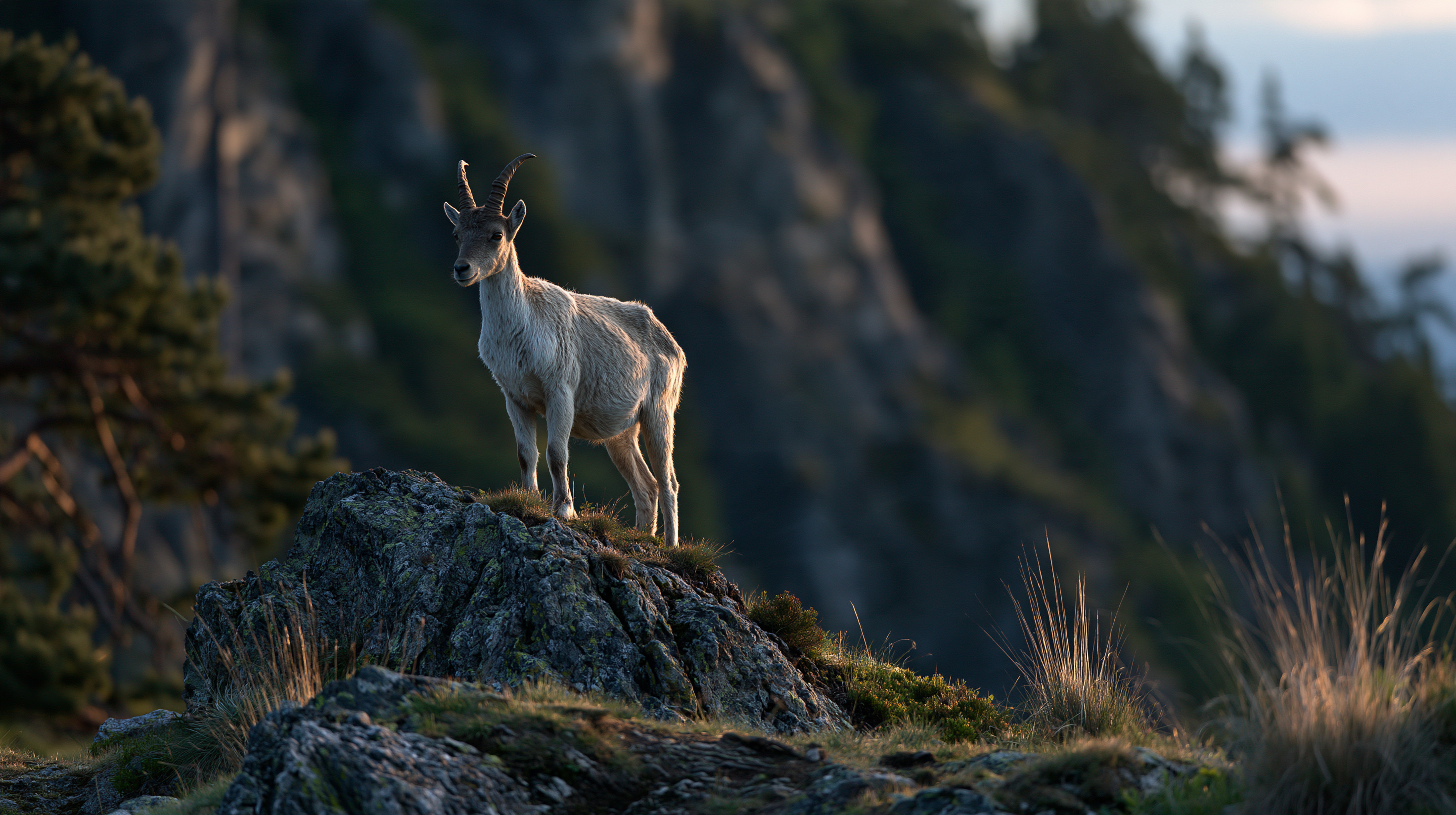 A majestic, golden-hour photograph of an alpine ibex standing proudly on a craggy, mossy rock outcrop in a mountain landscape at sunset, with a blurred cliff background.