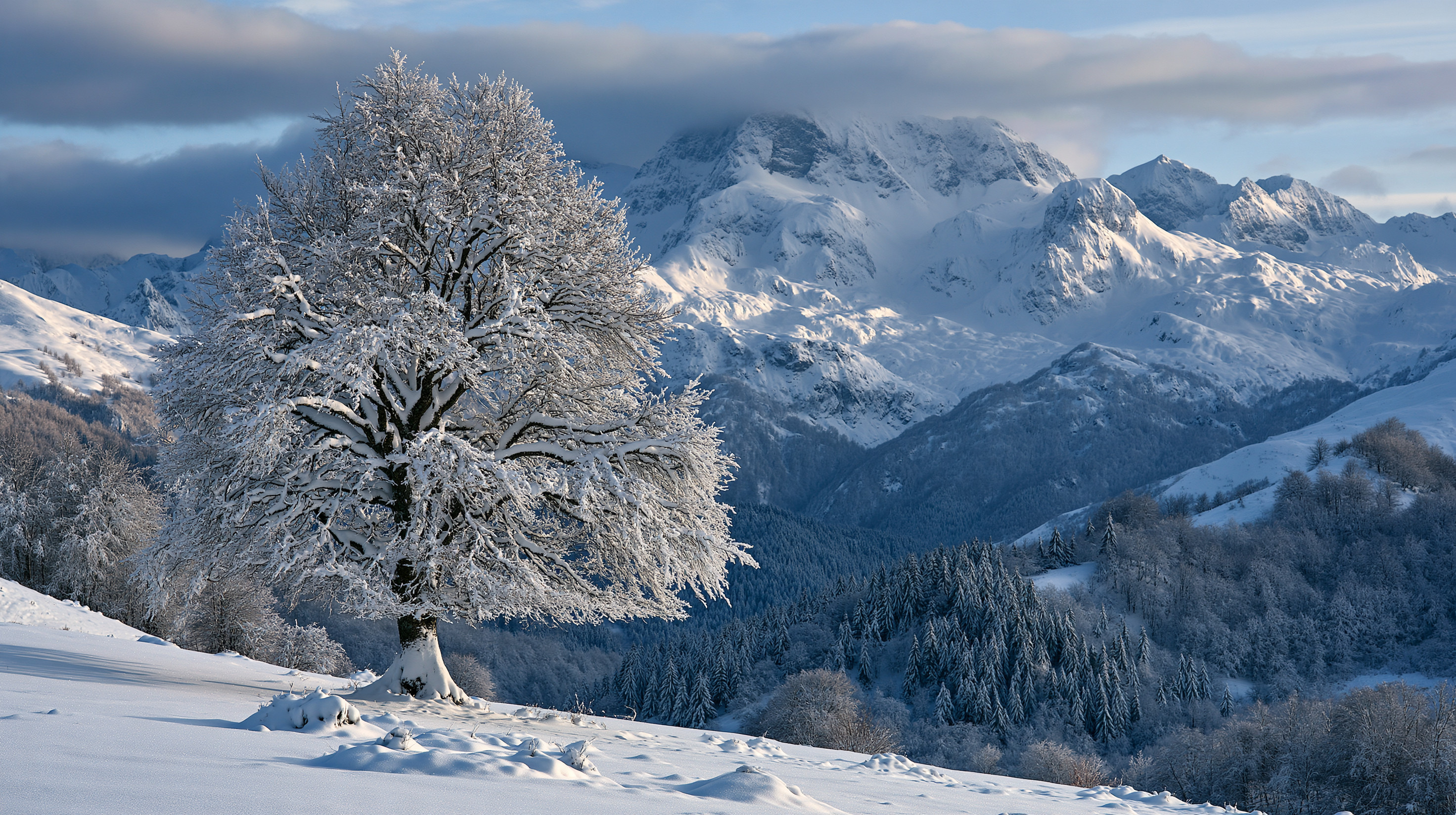 A large, lone deciduous tree heavily blanketed in thick white hoarfrost stands prominently on a snow-covered hill, overlooking a dense evergreen valley and massive jagged mountain massifs veiled in winter clouds.