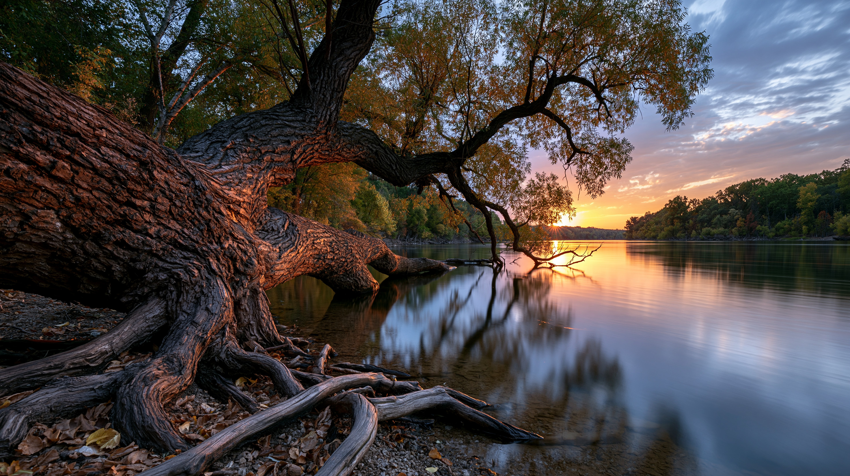 A dramatic wide-angle shot of a massive, gnarled willow tree with thick exposed roots anchoring the shoreline, its trunk leaning far over a glassy lake toward a vibrant golden sunset while autumn leaves litter the ground.