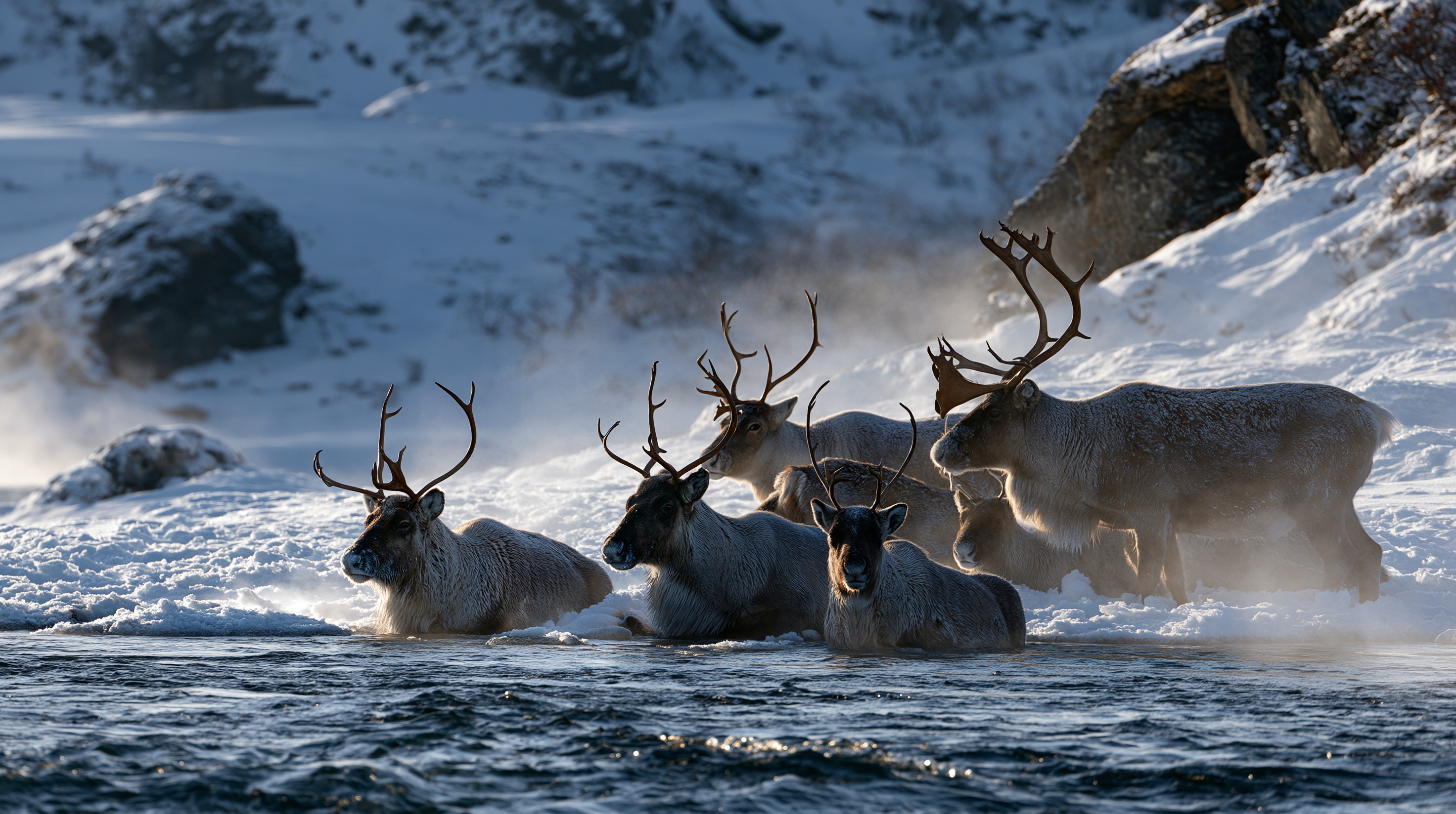A small cluster of caribou rest and stand along a snow-covered riverbank, their bodies illuminated by soft backlight as mist and steam rise around them near the dark, rippling water.