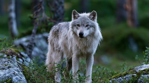 A striking wildlife photograph of a light grey and cream-colored wolf standing alert in a dim, mossy boreal forest. The wolf has thick, layered fur, alert ears, and piercing amber eyes looking directly toward the viewer. It is positioned on uneven, rocky ground covered with sparse green ground vegetation and low shrubs. The background features a deeply blurred forest with dark green foliage and the soft vertical lines of distant tree trunks.