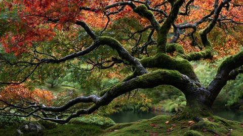 A gnarled, moss-covered Japanese maple tree stretching its twisting black branches horizontally across a vibrant background of fiery red and orange autumn leaves, with a lush mossy hill and garden pond visible below.